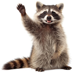 Adorable fluffy young raccoon with distinctive black mask and ringed tail, depicted in a digital illustration style, is cheerfully waving its right paw upwards, isolated on transparent background.