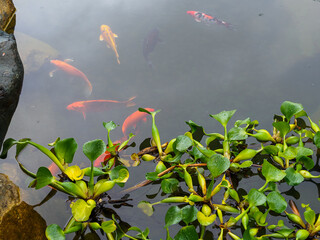 Koi and eichornia carp in the pond