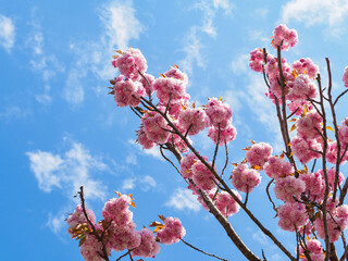Cherry blossom branches against a blue sky in spring outdoors. Pink sakura blossoms close-up.