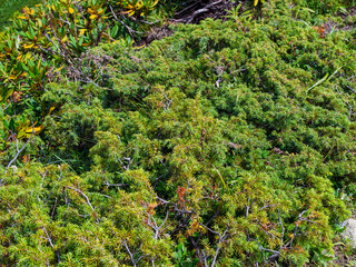 juniper bush in the mountains in summer