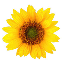 A vibrant yellow sunflower bloom centered against a solid black background.