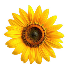 A vibrant, close-up photograph of a single sunflower against a stark black background.