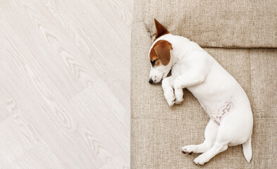 Cute puppy is sleeping on the sofa at home.