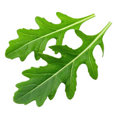 Two vibrant green arugula leaves isolated against a stark black background.