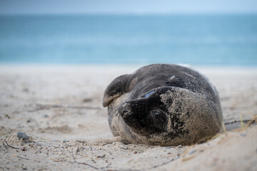 Obraz premium Junge Kegelrobbe ruht seitlich im Sand und blickt mit sanftem, treuem Ausdruck in die Kamera