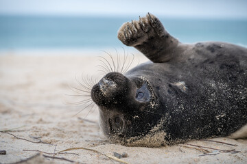 Junge Kegelrobbe in Nahaufnahme, seitlich liegend und mit erhobener Flosse in die Kamera blickend © Frank