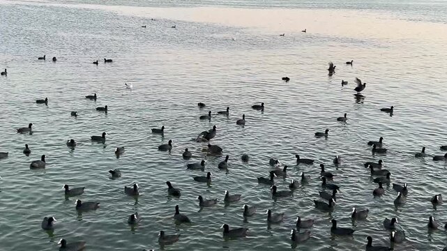 Flock of coots and ducks in the lake in G&ouml;lbaşı District, Ankara, Turkey