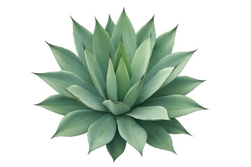 Obraz premium Agave attenuata plant with green leaves arranged in a rosette shape, top view on transparent background