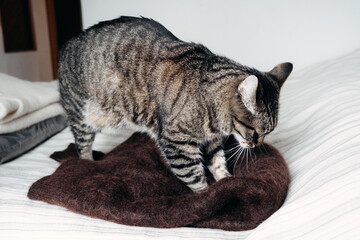 Tabby cat kneads soft fabric on bed. Cat behavior, kneading, comfort behavior, pet wellness, feline instinct.