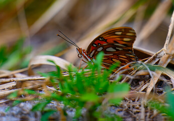 A gulf fritillary, or passion butterfly, resting on the ground behind some grass