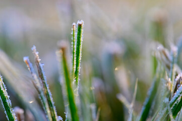 Frost covered frost glowing in the early morning light of a December morning