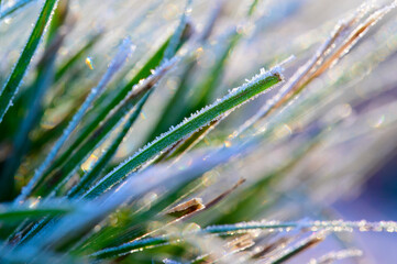 Frost covered grass glows in morning light on a December morning