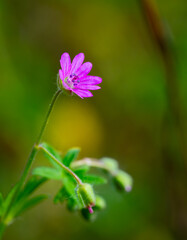 A solitary dove's foot crane's bill, very small flower of spring and early summer