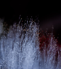 Nahaufnahme von Mucor, auch Mukor oder K&ouml;pfchenschimmel genannt