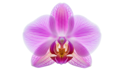 Striking pink orchid flower isolated PNG, delicate petals and intricate details for botanical designs and elegant compositions