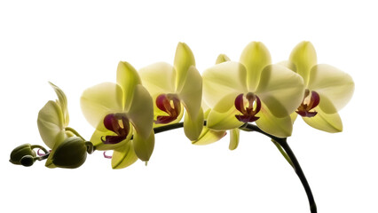 Elegant yellow orchid flowers isolated PNG, delicate floral arrangement on transparent background for wedding invitations and botanical designs © Matej