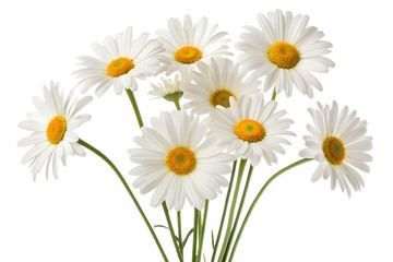 Obraz premium Bunch of Fresh White Daisies with Yellow Centers and Green Stems Isolated on White Background