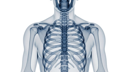 Human skeleton anatomy isolated PNG, front view of rib cage, bones and skull on transparent background, medical diagram for educational use