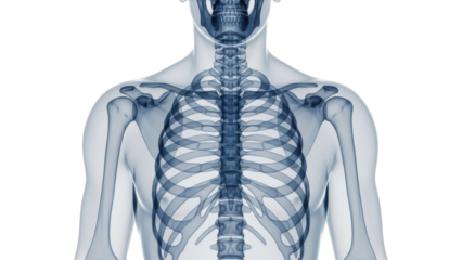 Human skeleton anatomy isolated PNG, front view of rib cage, bones and skull on transparent background, medical diagram for educational use