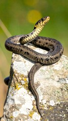 Snake on a rock, vertical shot