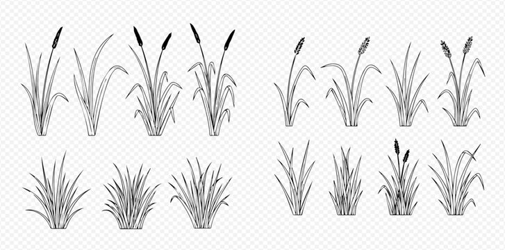 Set of hand-drawn cattail and reed grass isolated on transparent background, vector illustration.