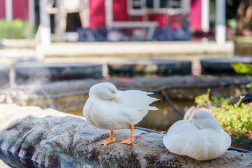 cute white duck preening feathers by the pond