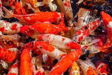 colorful koi fish feeding together in pond
