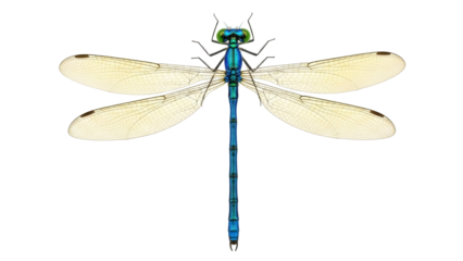 Vibrant blue damselfly PNG isolated on transparent background, detailed insect with delicate wings for nature designs and educational use
