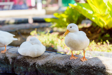 cute white duck preening feathers by the pond