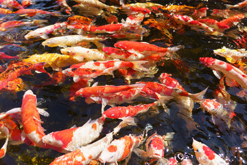colorful koi fish feeding together in pond