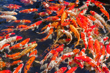 colorful koi fish feeding together in pond