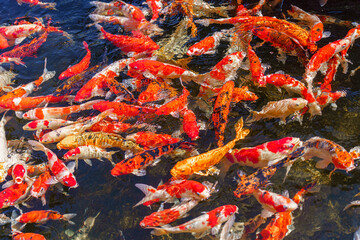 colorful koi fish feeding together in pond
