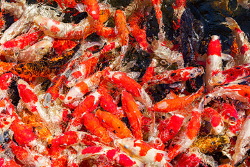 colorful koi fish feeding together in pond