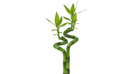 Lucky bamboo plant isolated PNG on transparent background, green Dracaena sanderiana stalks for Feng Shui and home decor