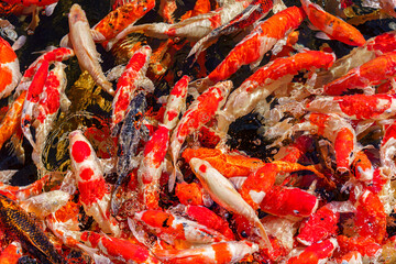 colorful koi fish feeding together in pond