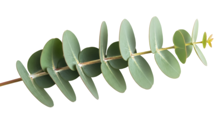 Eucalyptus branch PNG isolated on transparent background, fresh green leaves and brown stem for botanical design and decoration