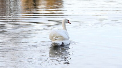 Naklejka premium Elegant White Swan Swimming on a Calm Lake | Serene Wildlife Bird on Water with Reflections | Graceful and Peaceful Nature Scene