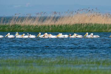 greater white pelican flying