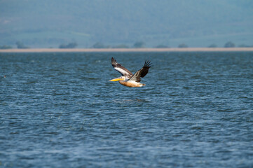 Naklejka premium greater white pelican flying