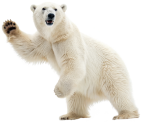 Majestic, powerfully built polar bear with thick, creamy white fur and dark skin visible through the coat, stands on its hind legs in a dynamic pose with one paw, isolated on transparent background.