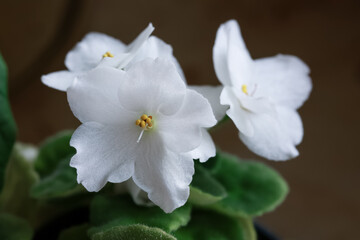 White flower macro with soft petals and natural light