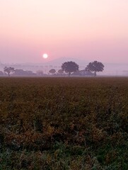 Sunrise in the morning in the field with trees and fog.
