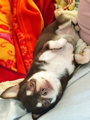 Cute chihuahua puppy lying on the bed at home
