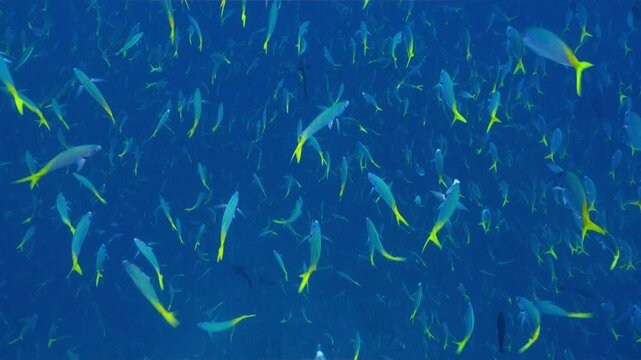 Underwater shot looking down on huge school of fish feeding in open blue water
