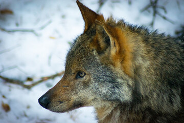 Obraz premium Lobo ibérico