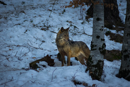 Lobo iberico en invierno