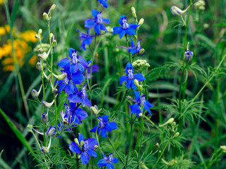 Kwitnąca Ostróżeczka polna (Consolida regalis) na leśnej polanie. Jest piękną delikatną rośliną i jest stosowana w ziołolecznictwie © JDziedzic