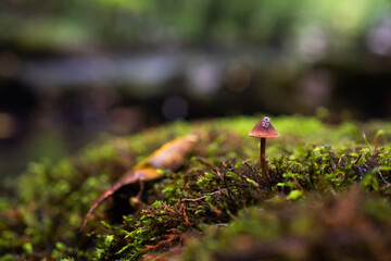 Small mushroom with insect on cap growing from moss close up, detail from forest in autumn