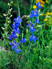 Kwitnąca Ostróżeczka polna (Consolida regalis) na leśnej polanie. Jest piękną delikatną rośliną i jest stosowana w ziołolecznictwie © JDziedzic