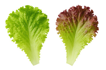 Fresh green and red lettuce leaves for salad, healthy organic vegetable ingredients on transparent background